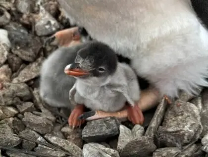 Значно раніше, ніж зазвичай: поблизу станції “Академік Вернадський” народилося перше пінгвінятко сезону