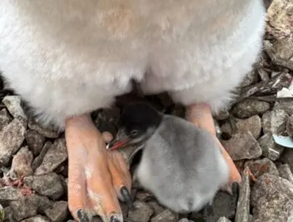 Значно раніше, ніж зазвичай: поблизу станції “Академік Вернадський” народилося перше пінгвінятко сезону