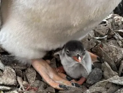 Значно раніше, ніж зазвичай: поблизу станції “Академік Вернадський” народилося перше пінгвінятко сезону